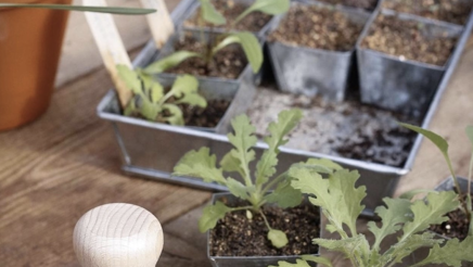 PotOle forspirringsbakker