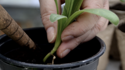 Prikle. Foto Liv Meinert