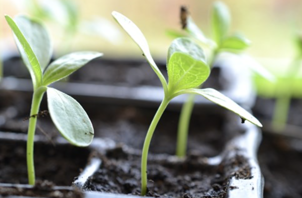 Vend planterne. Foto Liv Meinert