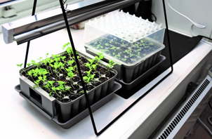 Forkultivering_vækstlys_Lars Lund.png