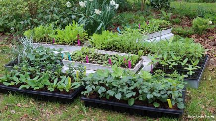 Afhærdning og udplantning. Lotte Bjarke.jpg