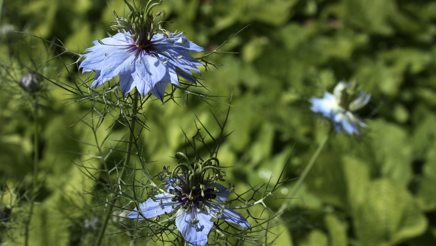 Jomfru i det grønne, Nigella damascena.png
