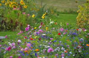 Blomstermark Frk. Aamand