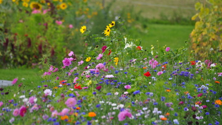 Blomstermark Frk. Aamand