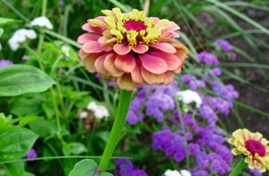 zinnia_elegans-_queeny_red_lime_0.jpg