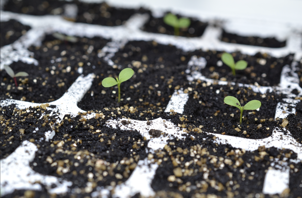 Forkultivering et frø i hvert rum